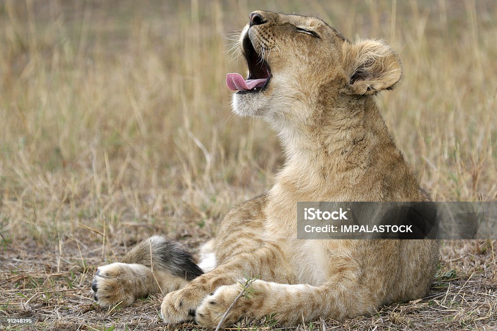 Bostezar como un león - Foto de stock de Aire libre libre de derechos