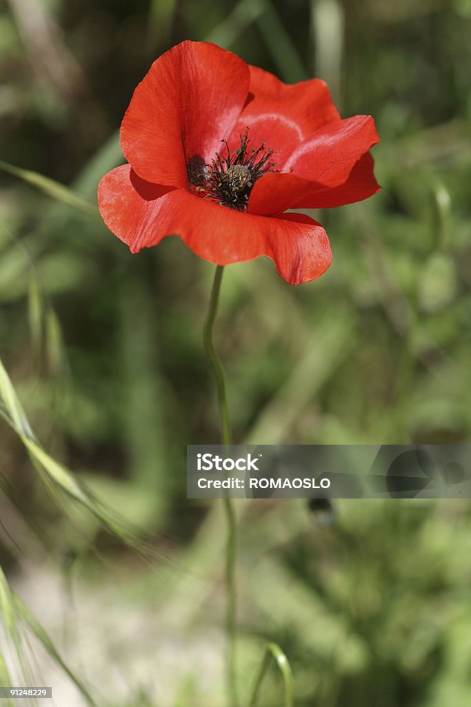 One poppy in Rome 3  Beauty In Nature Stock Photo