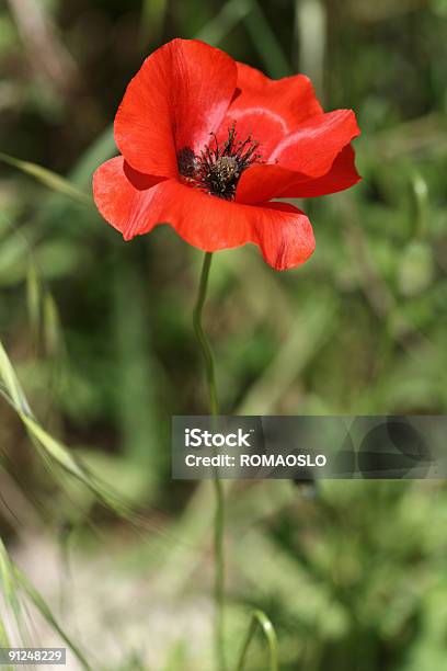 One Poppy In Rome 3 Stock Photo - Download Image Now - Beauty In Nature, Blossom, Close-up