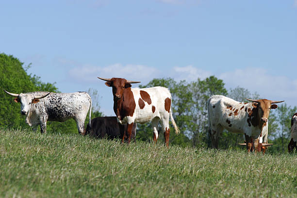 istock Long Horn Cattle on Farm Pasture 91248289