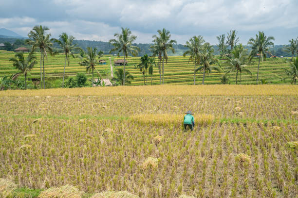 istock Farmer, Rice terraces in Ubud, Bali, Indonesia 912482932