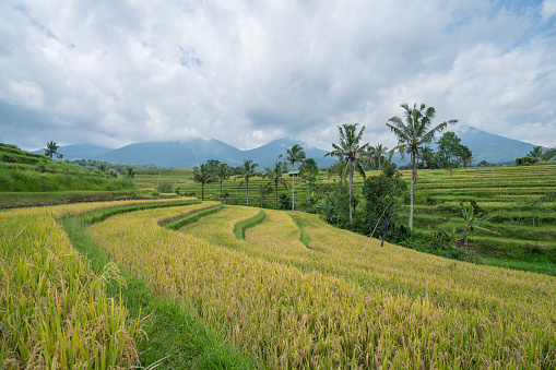 Rice fields near Ubud, Bali, yellow and green colours, reflection on some paddies filled with water. Indonesia