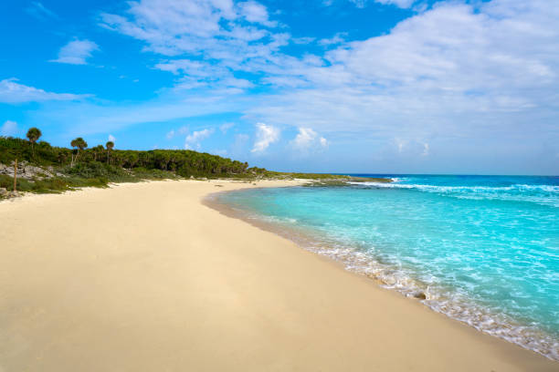 istock Cozumel island Bush beach in Riviera Maya 912483580