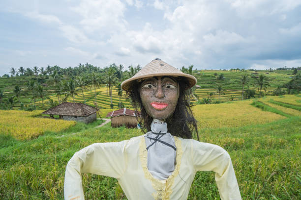 Rice fields near Ubud, Bali, yellow and green colours, reflection on some paddies filled with water. Indonesia