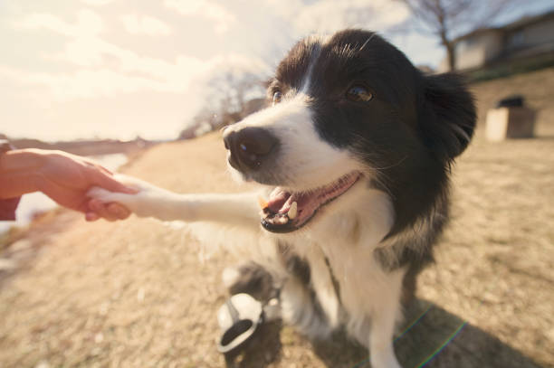 istock Everyday of border collie 912486958
