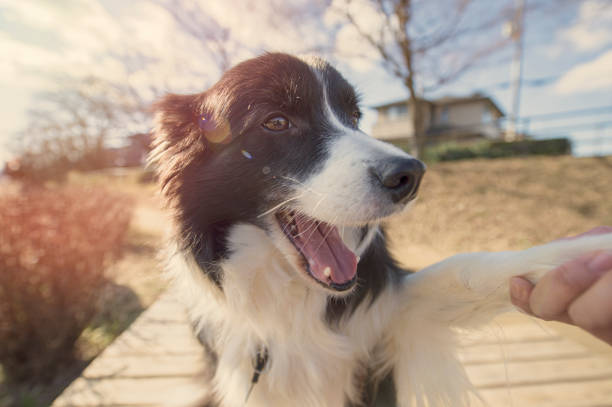 istock Everyday of border collie 912486972
