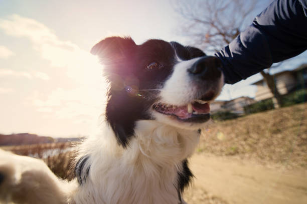 istock Everyday of border collie 912487008