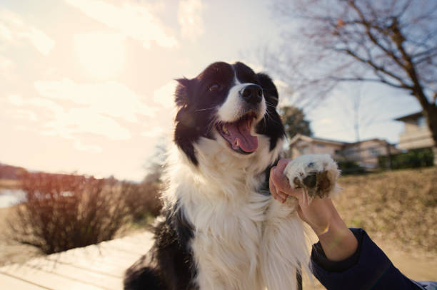 Dog is Border Collie