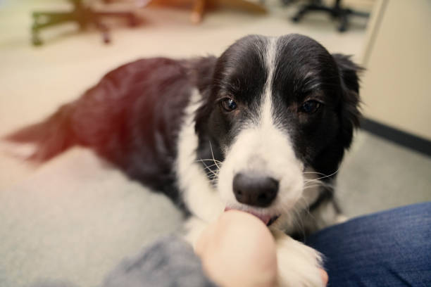 istock Everyday of border collie 912487128