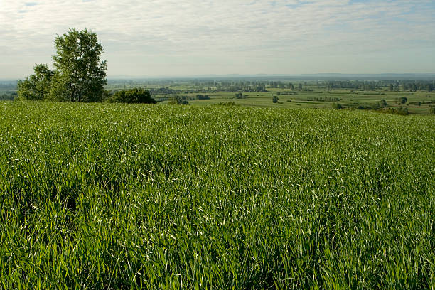 Nature stock photo