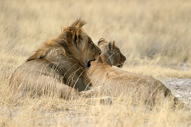 lion 및 암사자 스톡 사진