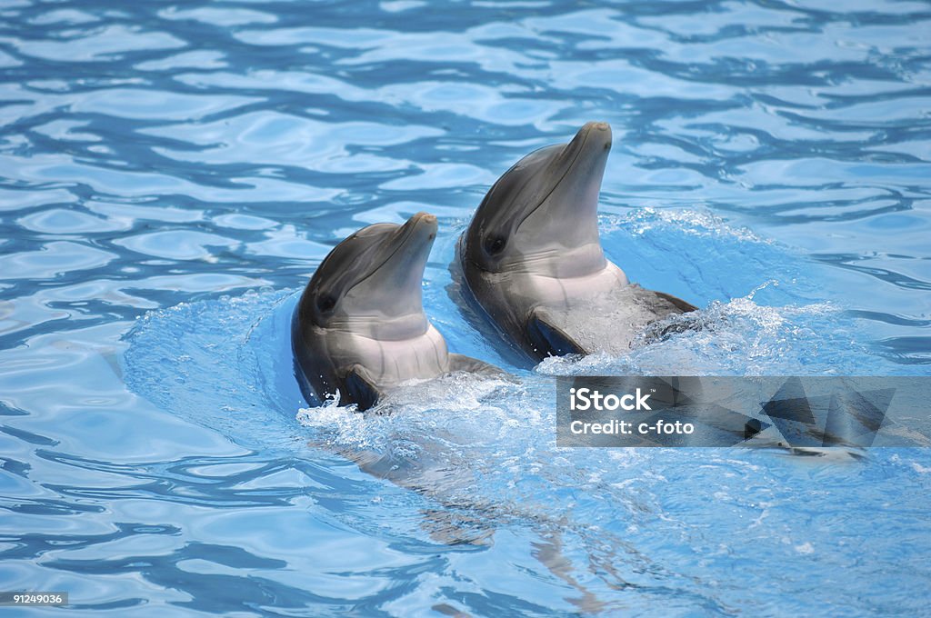 Dolephin corrida - Foto de stock de Golfinho - Cetáceo royalty-free