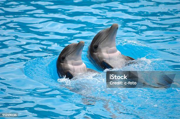 Foto de Dolephin Corrida e mais fotos de stock de Golfinho - Cetáceo - Golfinho - Cetáceo, Sorrindo, Alegria