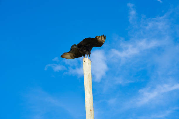 Zopilote buzzard bird in San Martin at Cozumel island of Mexico