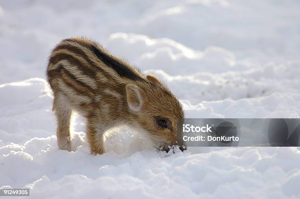 Photo libre de droit de Wild Boar Bébé banque d'images et plus d'images libres de droit de Viande de sanglier - Viande de sanglier, Neige, Sanglier