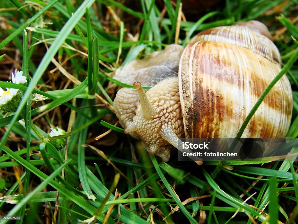 Weinbergschnecke - Lizenzfrei Farbbild Stock-Foto