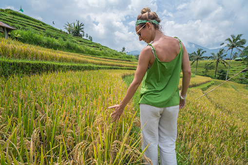 Caucasian female touching a young rice in the rice field, shot near Ubud, Bali, Indonesia. 
