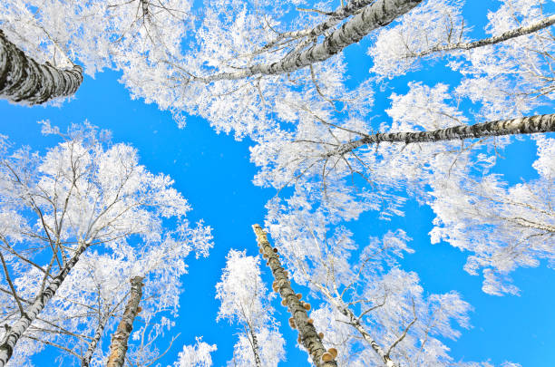 istock Look up at the winter birch 912498416