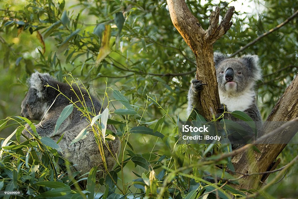 Koalas 7 - Lizenzfrei Beuteltier Stock-Foto