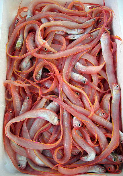 Red bandfish  bandfish stock pictures, royalty-free photos & images
