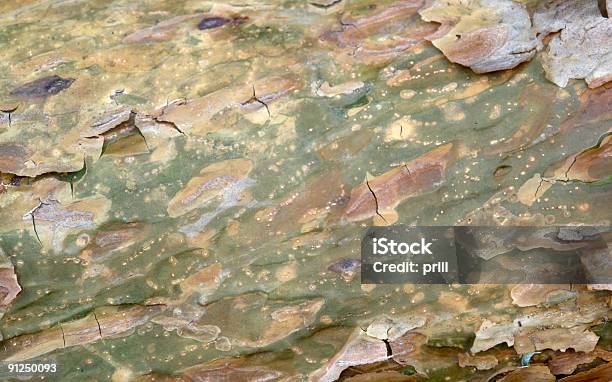 Peeling Bark Detail Stock Photo - Download Image Now - Abstract, Backgrounds, Biology