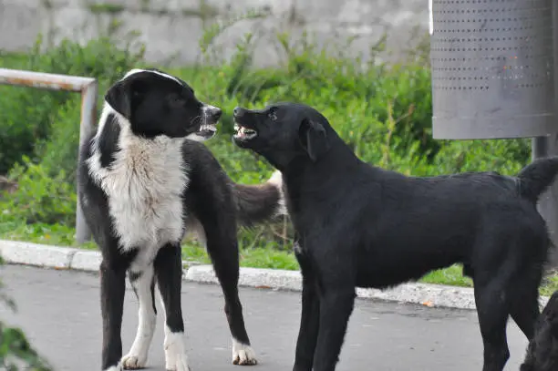 Two aggressive dogs fighting on street