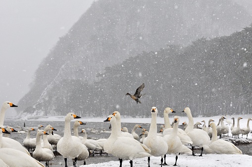 The photo shows migratory birds (swans and ducks) on the shore of Lake Inawashiro under heavy snow. Lake Inawashiro is situated in Fukushima Prefecture, Japan, and constitutes a part of Bandai-Asahi National Park.