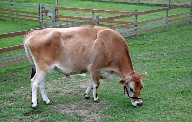 istock brown swiss cow 91250503