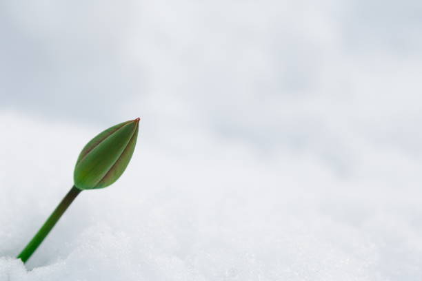 Tulip bud growing through snow during the last days of winter. Nature awakening, first flowers, thaw, looking for spring concept