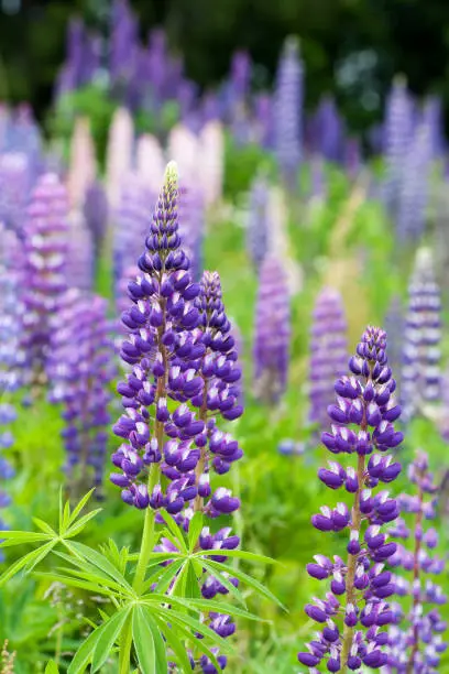 Wild lupines growing in Black Forest, Germany