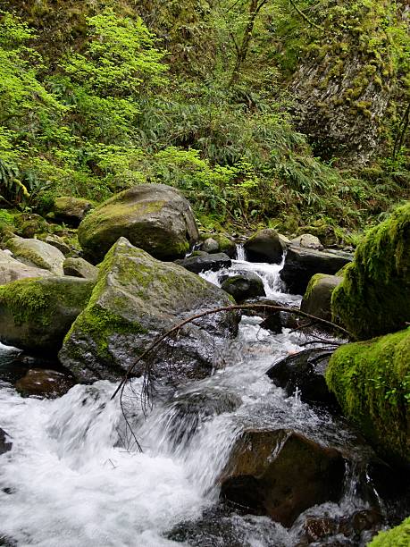 rapids и mossy скалами вдоль горный ручей весной - northwest frontier стоковые фото и изображения