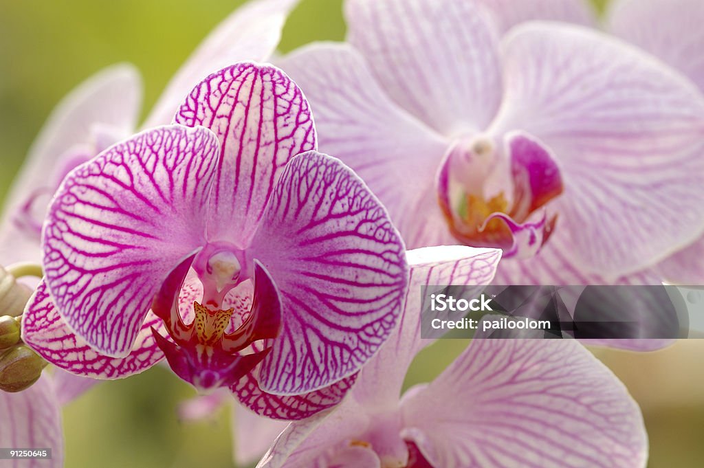 Różowy Orchidea - Zbiór zdjęć royalty-free (Aromaterapia)