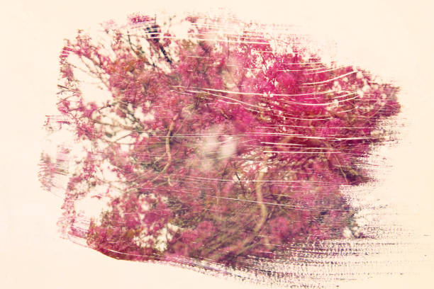 istock dreamy and abstract image of cherry tree. double exposure effect with watercolor brush stroke texture. 912507596