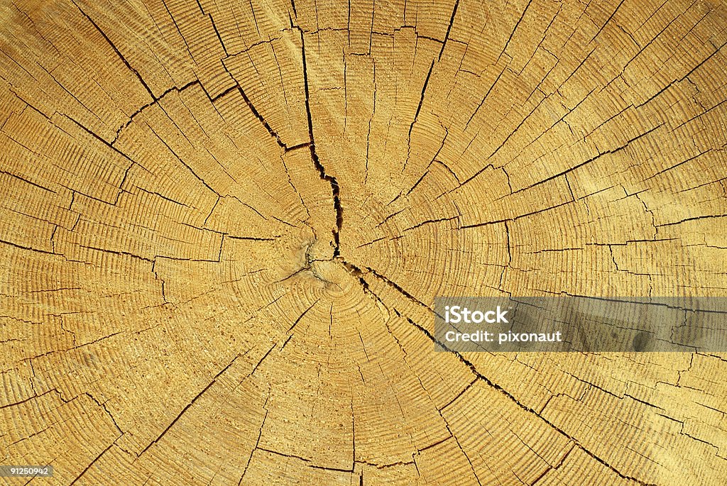 Annual Rings  Aging Process Stock Photo