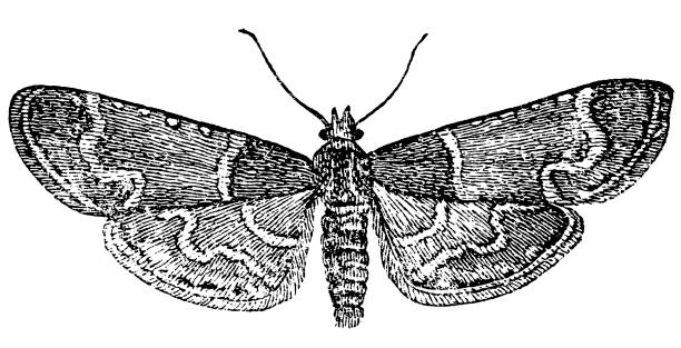 ilustrações de stock, clip art, desenhos animados e ícones de meal moth - pyralis farinalis - inchworm