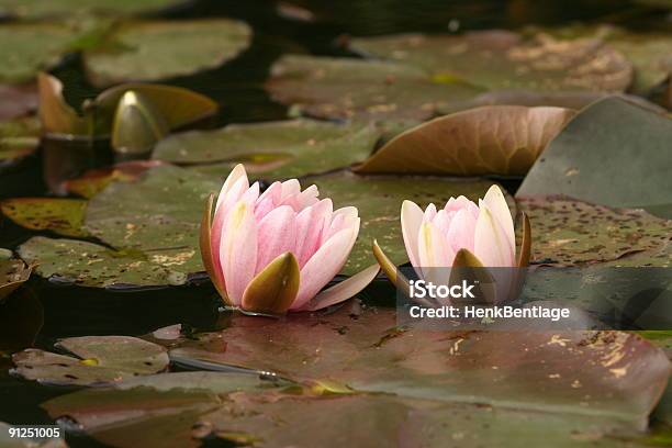 Dois Rosa Waterlilys Próximos - Fotografias de stock e mais imagens de Ao Ar Livre - Ao Ar Livre, Botânica - Ciência de plantas, Budismo