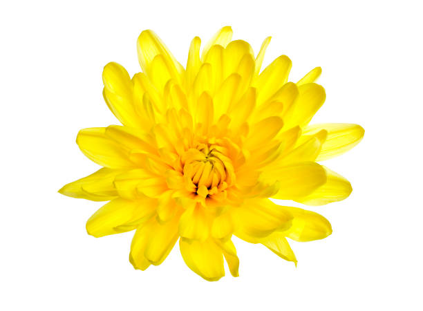 istock Yellow chrysanthemums on a white background 912510156