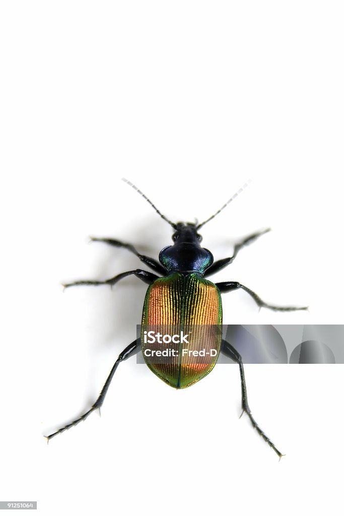 Con scarabeo oro - Foto stock royalty-free di Antenna - Parte del corpo animale