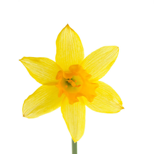 istock narcissus Tete-a-tete 912511054