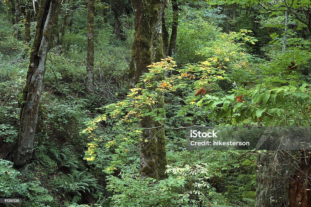 Пышный зеленый лес - Стоковые фото Без людей роялти-фри