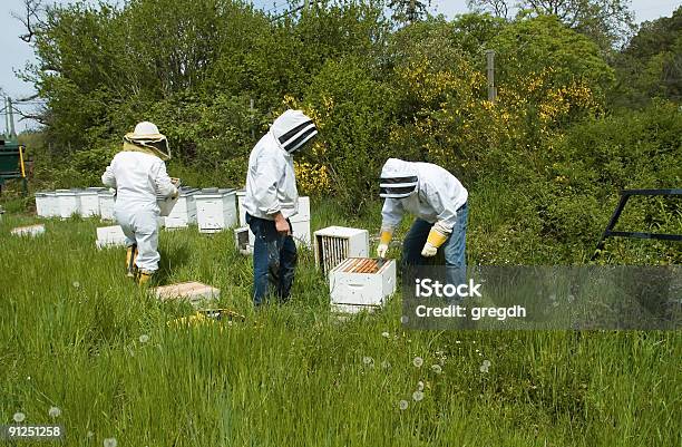Bee Keepers Stock Photo - Download Image Now - Beekeeper, Group Of People, Adult