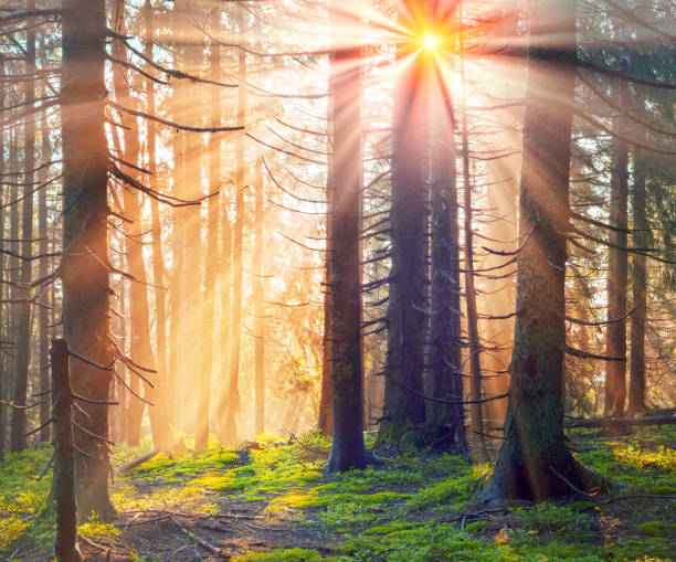 istock fabulous beams of the alpine forest 912513756