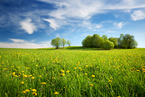 Field with yellow dandelions and blue sky