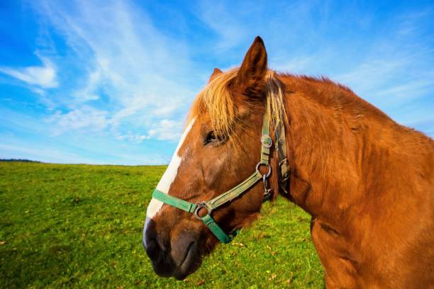 portrait of brown haflinger horse. - hafling imagens e fotografias de stock