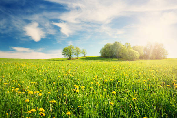 istock Field with dandelions and blue sky 912514174