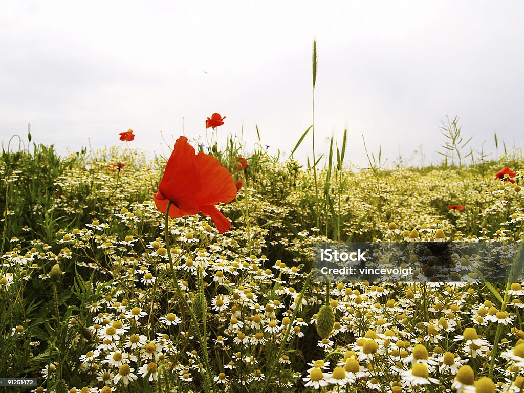 Coquelicots et camomille meadow - Photo de Agriculture libre de droits