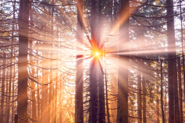 A gentle beautiful mist in the bright sunbeams of the sunrise glows with magic rays in the wild coniferous alpine forest of Europe, where old trees grow on the freedom of mountain peaks