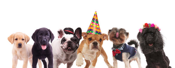 istock group of cute dogs standing together 912515270