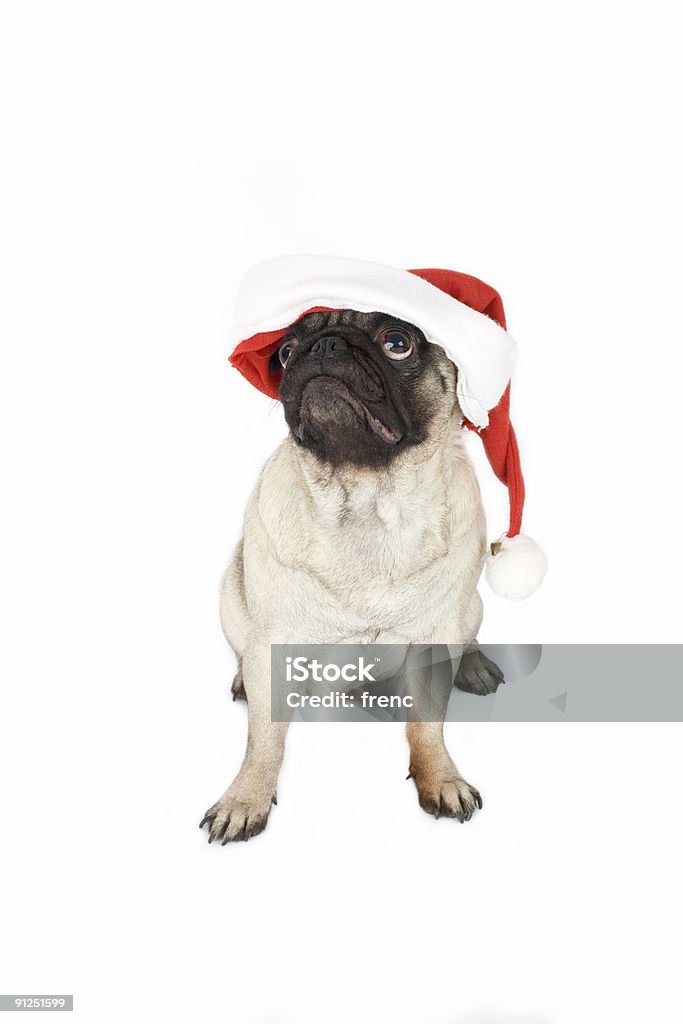 Mops w santa hat - Zbiór zdjęć royalty-free (Bez ludzi)