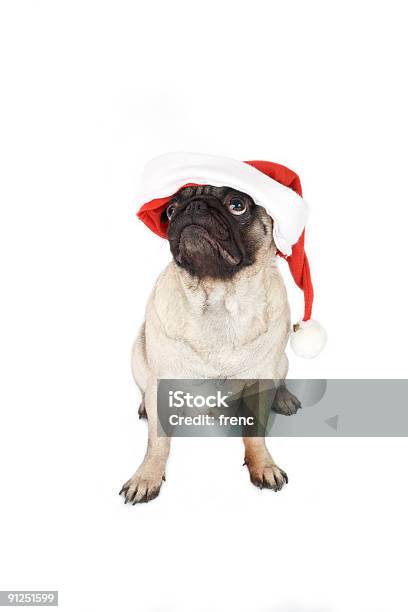 Mops W Santa Hat - zdjęcia stockowe i więcej obrazów Bez ludzi - Bez ludzi, Boże Narodzenie, Czapka